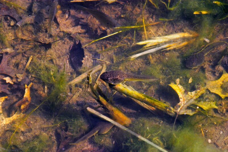 photo of a tadpole swimming in leaf debris