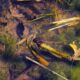 photo of a tadpole swimming in leaf debris